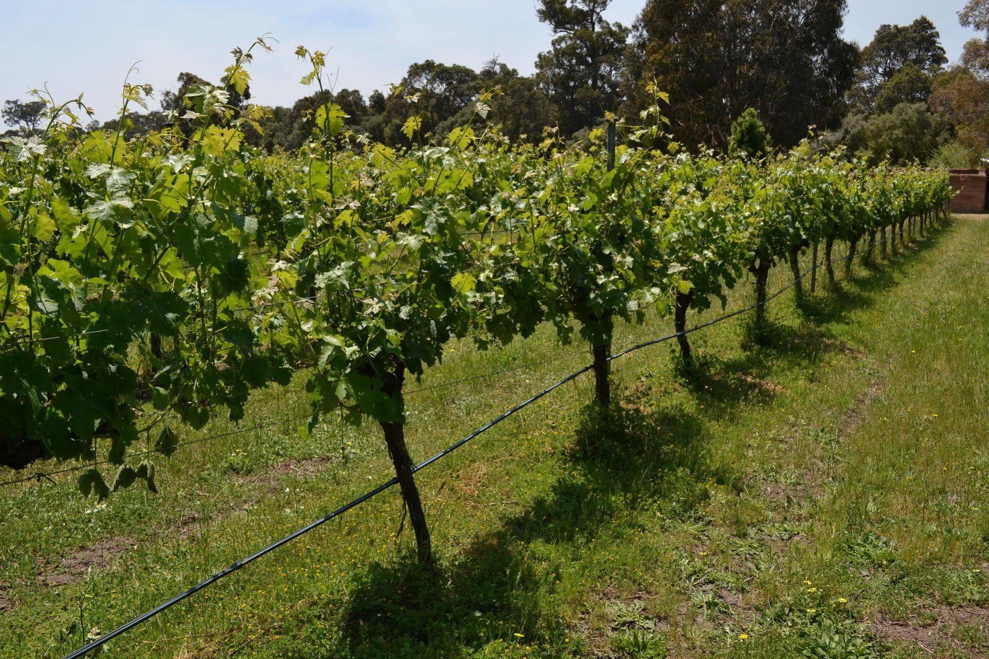 Island Brook Estate Winery And Chalets Margaret River Bagian luar foto
